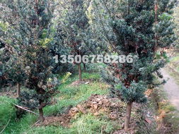 園林綠化展新顏——浙江嵊州波園林產(chǎn)品風(fēng)采實(shí)錄