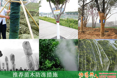 冬季園林綠化防寒指南 常用物資與苗木養(yǎng)護(hù)策略